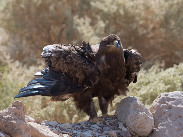 Arokotka, Steppe Eagle, Aquila nipalensis
