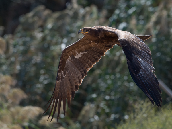 Arokotka, Steppe Eagle, Aquila nipalensis