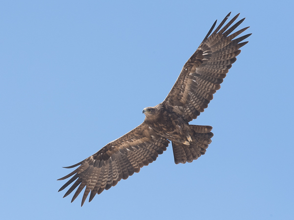 Arokotka, Steppe Eagle, Aquila nipalensis