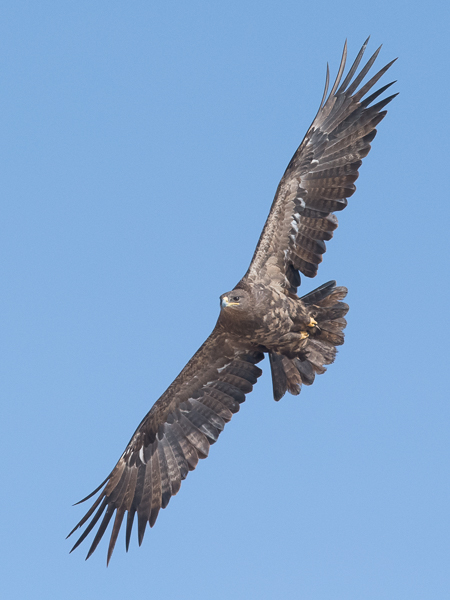 Arokotka, Steppe Eagle, Aquila nipalensis