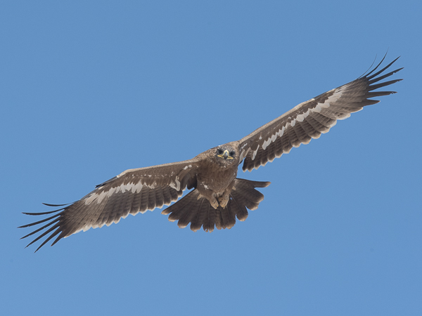 Arokotka, Steppe Eagle, Aquila nipalensis