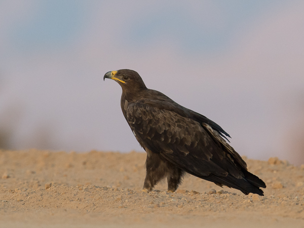 Arokotka, Steppe Eagle, Aquila nipalensis