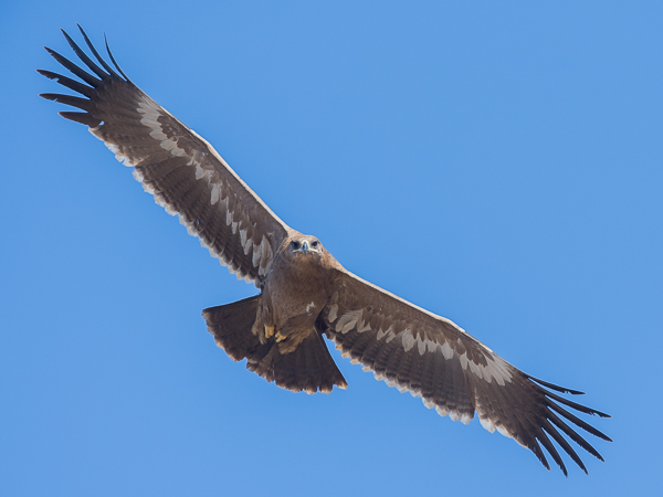 Arokotka, Steppe Eagle, Aquila nipalensis