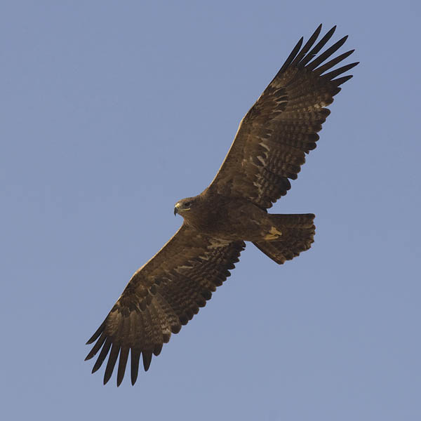 Arokotka, Steppe Eagle, Aquila nipalensis
