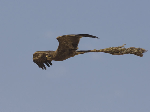 Arokotka, Steppe Eagle, Aquila nipalensis