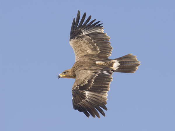 Arokotka, Steppe Eagle, Aquila nipalensis
