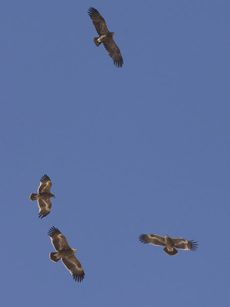 Arokotka, Steppe Eagle, Aquila nipalensis