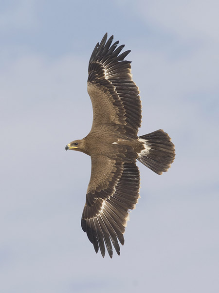 Arokotka, Steppe Eagle, Aquila nipalensis