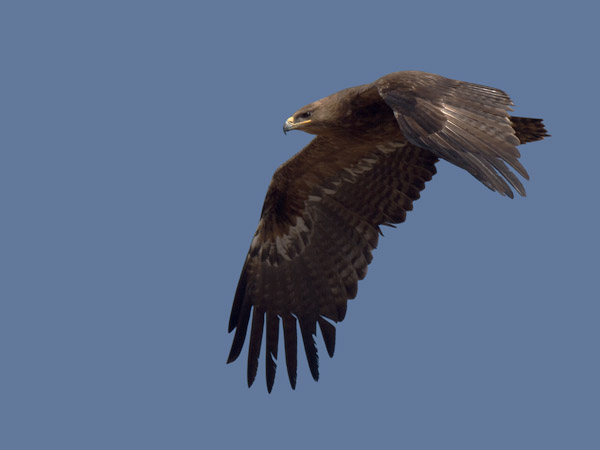 Arokotka, Steppe Eagle, Aquila nipalensis