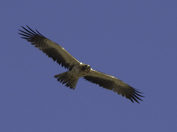 Pikkukotka, Booted Eagle, Aquila pennata