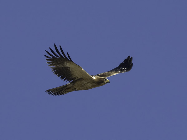 Pikkukotka, Booted Eagle, Aquila pennata
