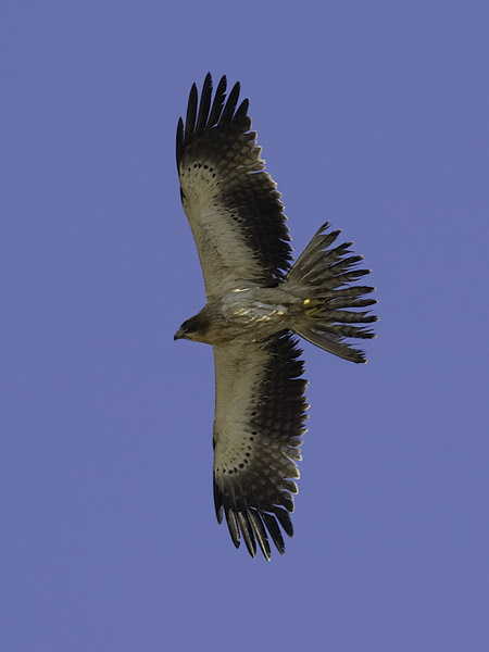 Pikkukotka, Booted Eagle, Aquila pennata
