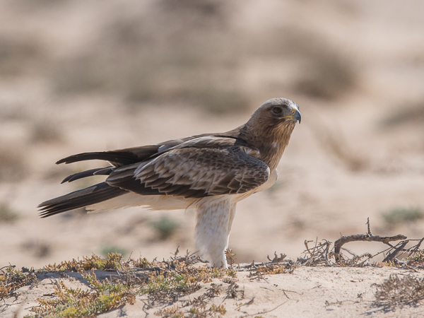Pikkukotka, Booted Eagle, Aquila pennata