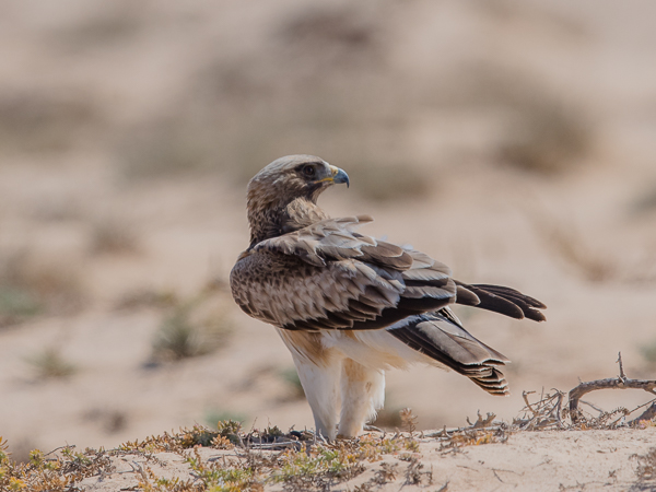 Pikkukotka, Booted Eagle, Aquila pennata