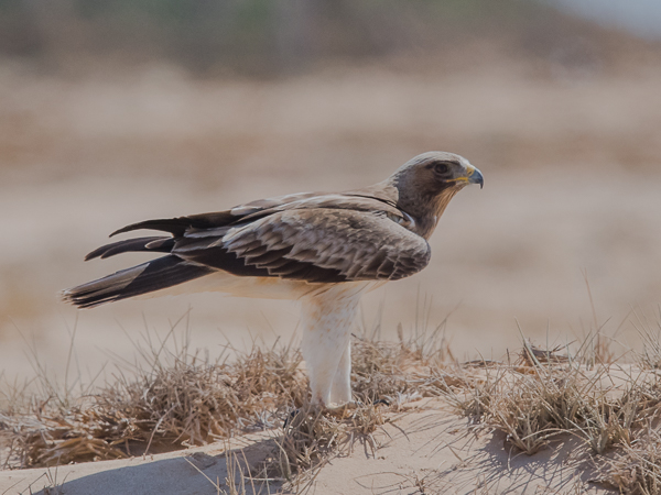 Pikkukotka, Booted Eagle, Aquila pennata
