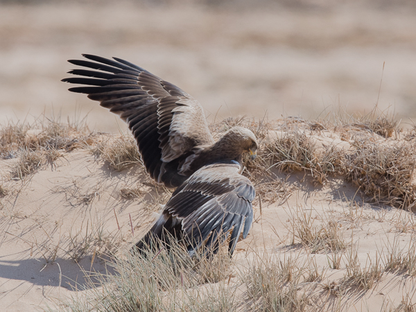 Pikkukotka, Booted Eagle, Aquila pennata