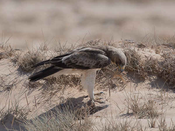 Pikkukotka, Booted Eagle, Aquila pennata