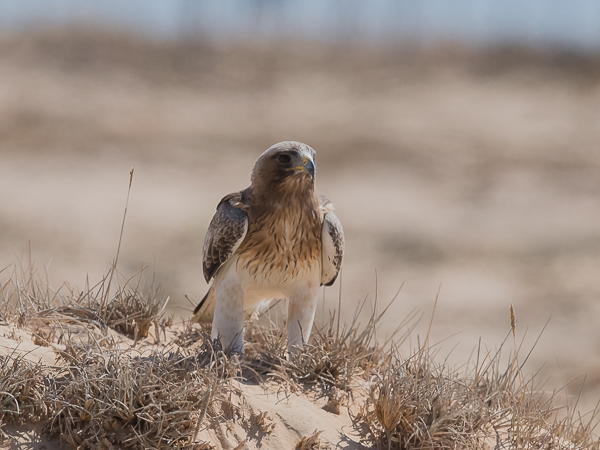Pikkukotka, Booted Eagle, Aquila pennata
