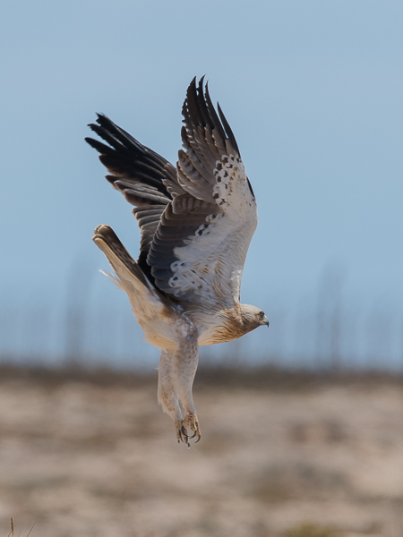 Pikkukotka, Booted Eagle, Aquila pennata