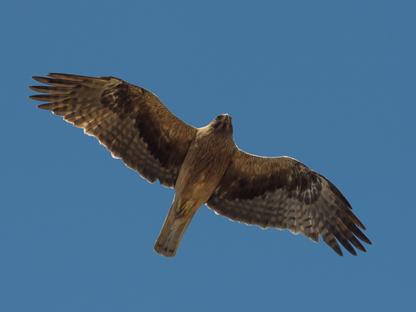 Pikkukotka, Booted Eagle, Aquila pennata