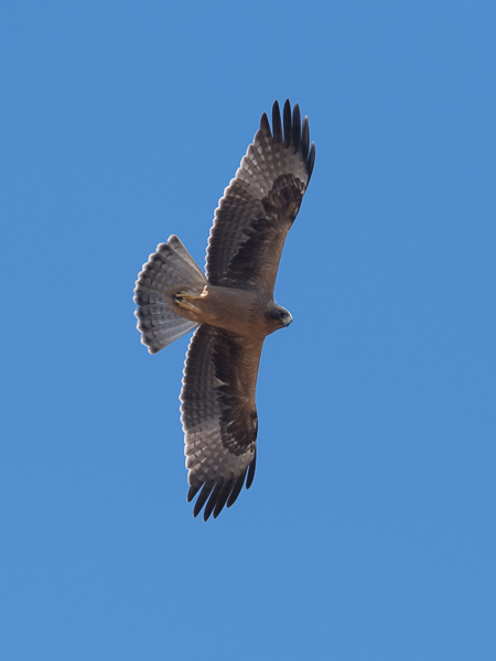 Pikkukotka, Booted Eagle, Aquila pennata