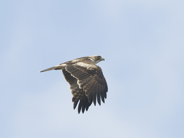 Pikkukotka, Booted Eagle, Aquila pennata