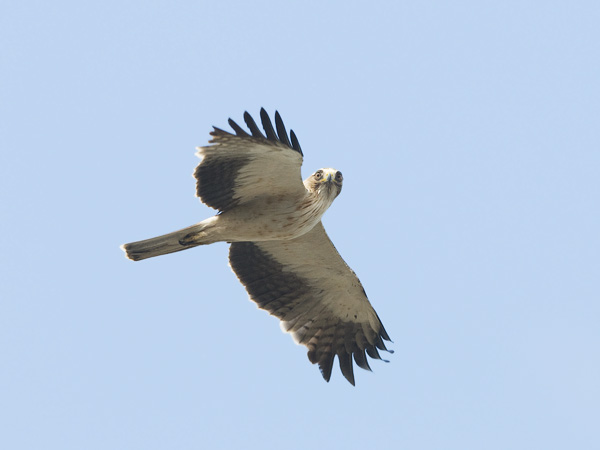 Pikkukotka, Booted Eagle, Aquila pennata