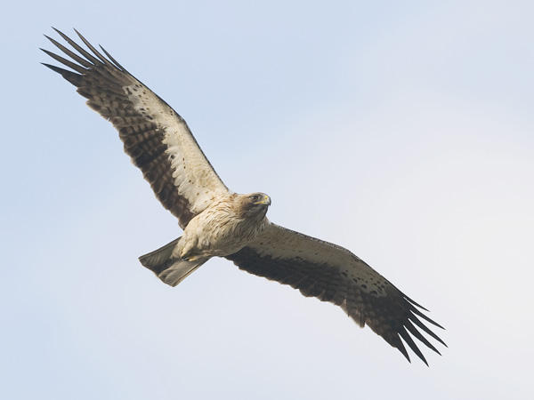 Pikkukotka, Booted Eagle, Aquila pennata