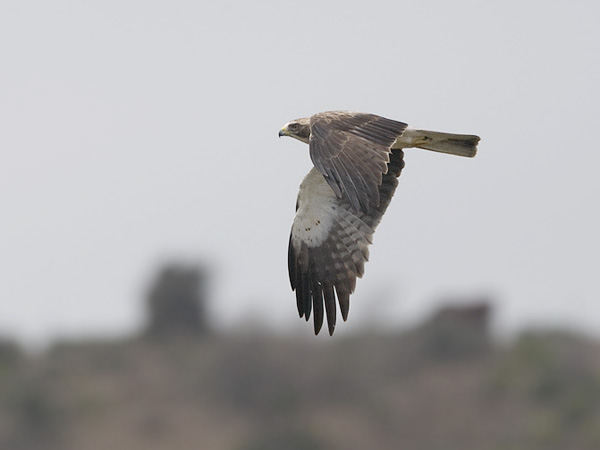 Pikkukotka, Booted Eagle, Aquila pennata