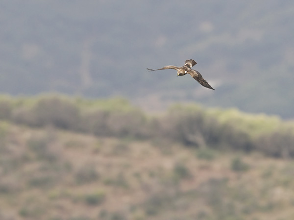 Pikkukotka, Booted Eagle, Aquila pennata