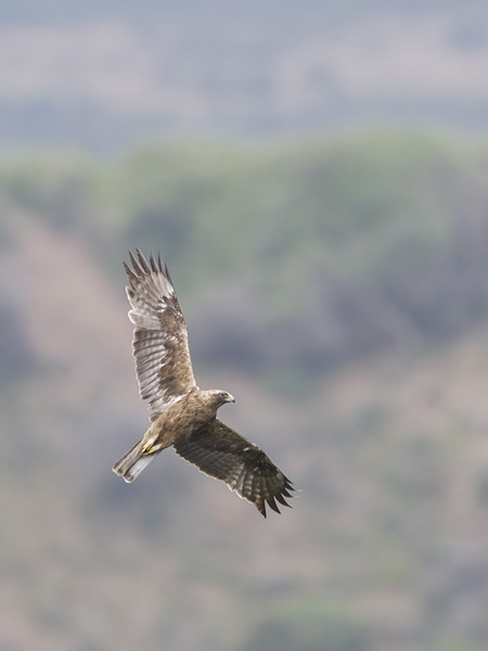 Pikkukotka, Booted Eagle, Aquila pennata