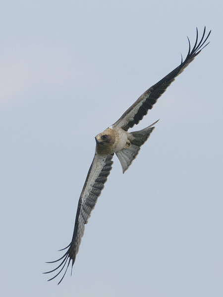Pikkukotka, Booted Eagle, Aquila pennata