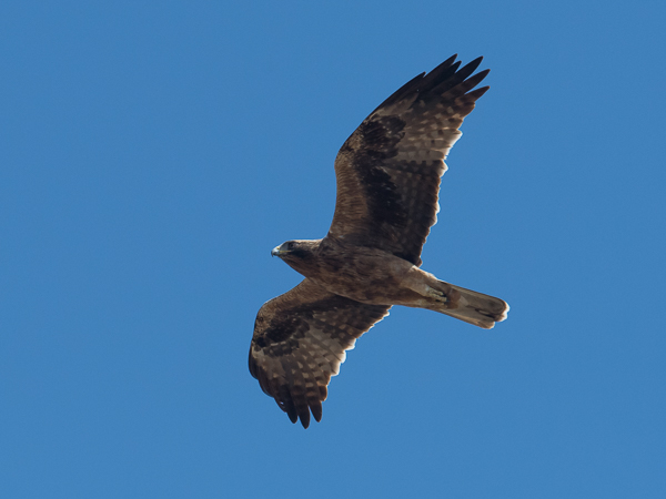 Pikkukotka, Booted Eagle, Aquila pennata