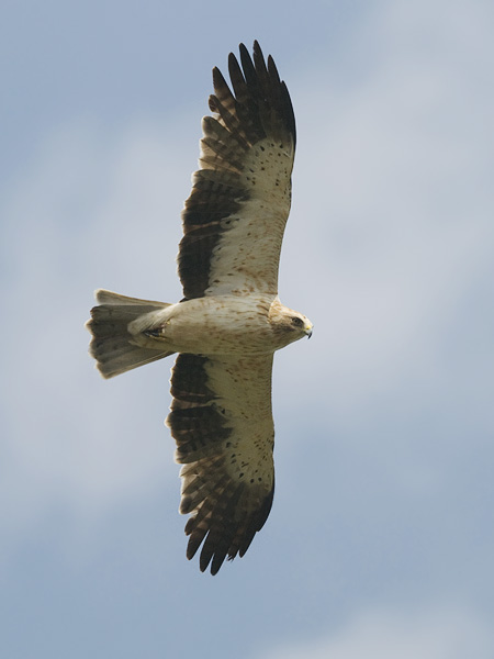 Pikkukotka, Booted Eagle, Aquila pennata