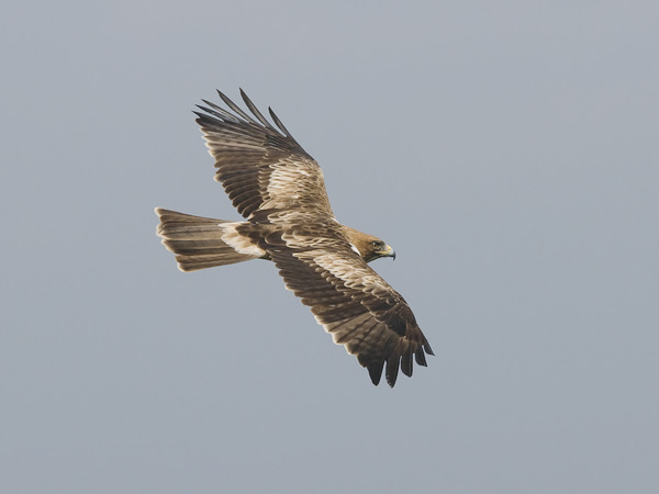 Pikkukotka, Booted Eagle, Aquila pennata