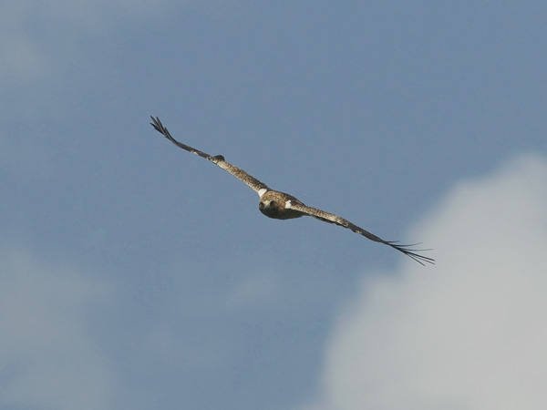 Pikkukotka, Booted Eagle, Aquila pennata