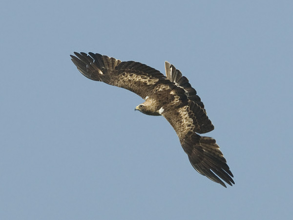 Pikkukotka, Booted Eagle, Aquila pennata