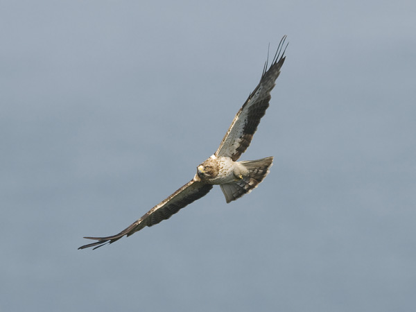 Pikkukotka, Booted Eagle, Aquila pennata