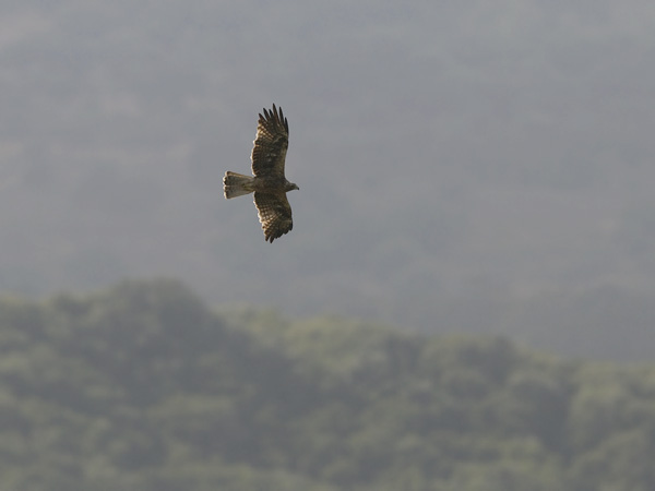 Pikkukotka, Booted Eagle, Aquila pennata