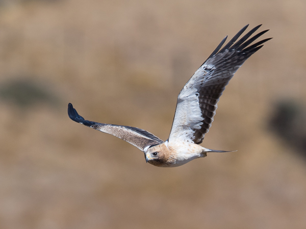 Pikkukotka, Booted Eagle, Aquila pennata