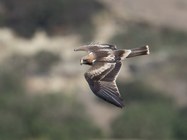 Pikkukotka, Booted Eagle, Aquila pennata