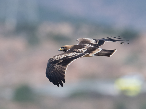 Pikkukotka, Booted Eagle, Aquila pennata
