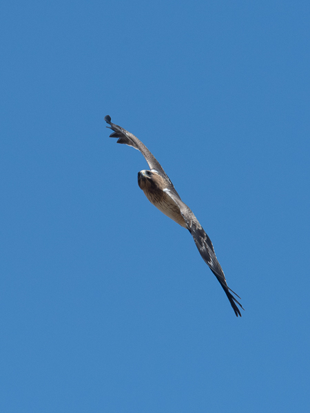 Pikkukotka, Booted Eagle, Aquila pennata