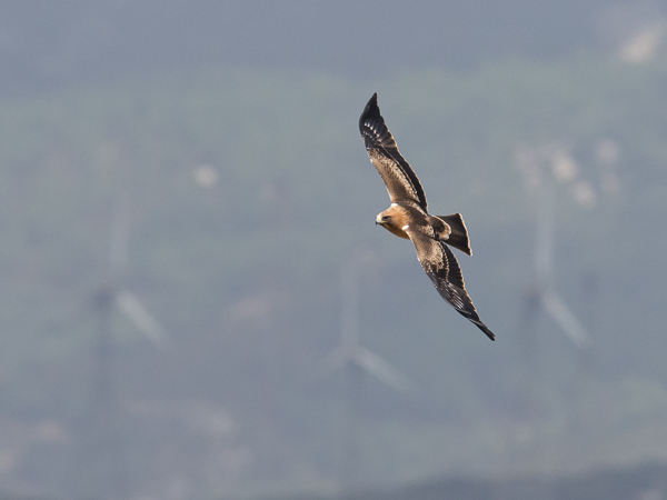 Pikkukotka, Booted Eagle, Aquila pennata