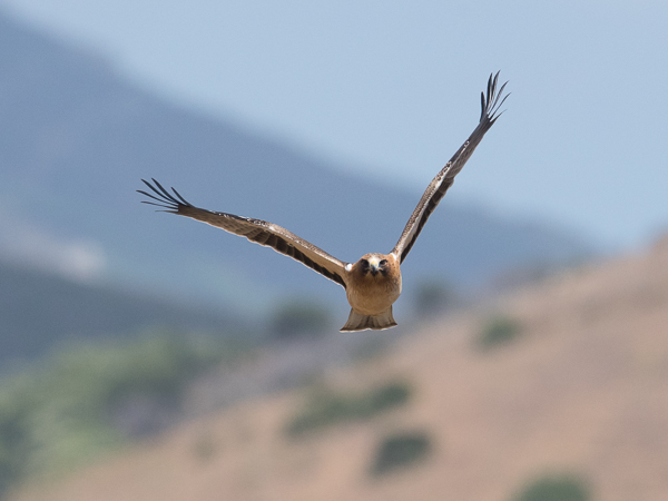 Pikkukotka, Booted Eagle, Aquila pennata