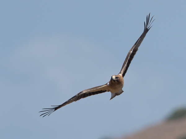 Pikkukotka, Booted Eagle, Aquila pennata