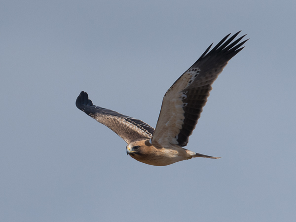 Pikkukotka, Booted Eagle, Aquila pennata