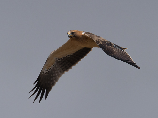 Pikkukotka, Booted Eagle, Aquila pennata
