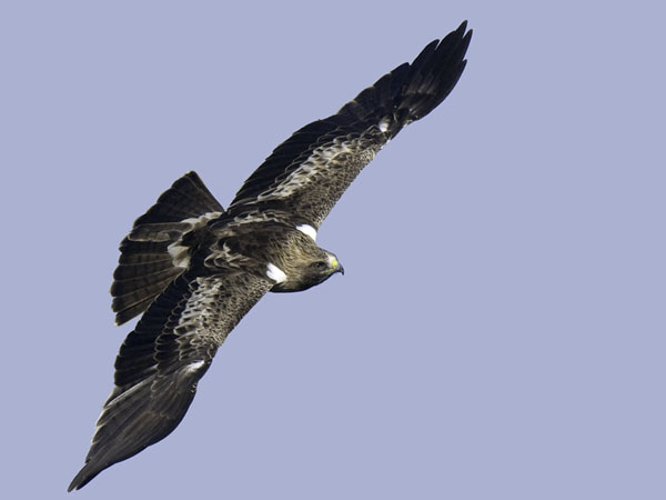 Pikkukotka, Booted Eagle, Aquila pennata