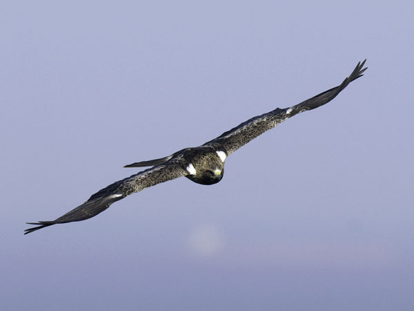 Pikkukotka, Booted Eagle, Aquila pennata